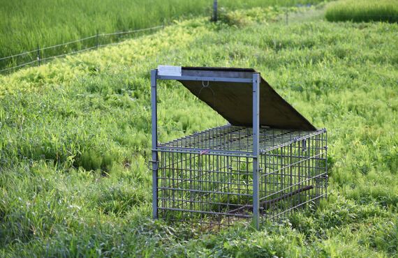 綾瀬での害獣駆除でお困りの方は、㈱Ｆ´ｓにご相談下さい！アライグマ・ハクビシン・ネズミ等どんな害獣でも駆除致します。