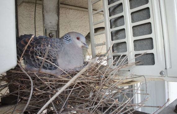 渋谷区での害鳥駆除でお困りの方は、㈱Ｆ´ｓにご相談下さい！カラス・ハト等どんな害鳥でも駆除致します。