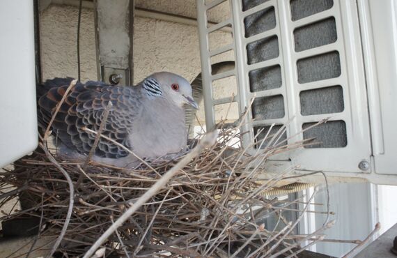 赤羽での害鳥駆除でお困りの方は、㈱Ｆ´ｓにご相談下さい！カラス・ハト等どんな害鳥でも駆除致します。